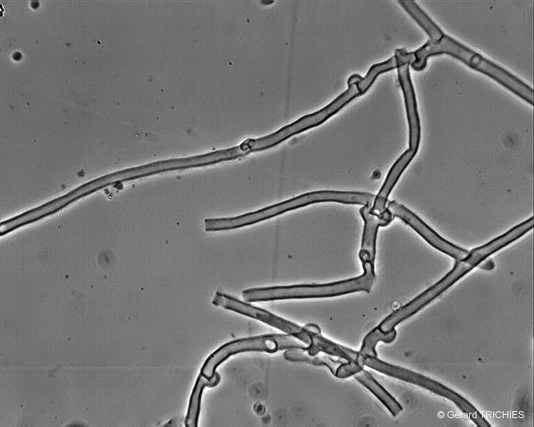phlebia